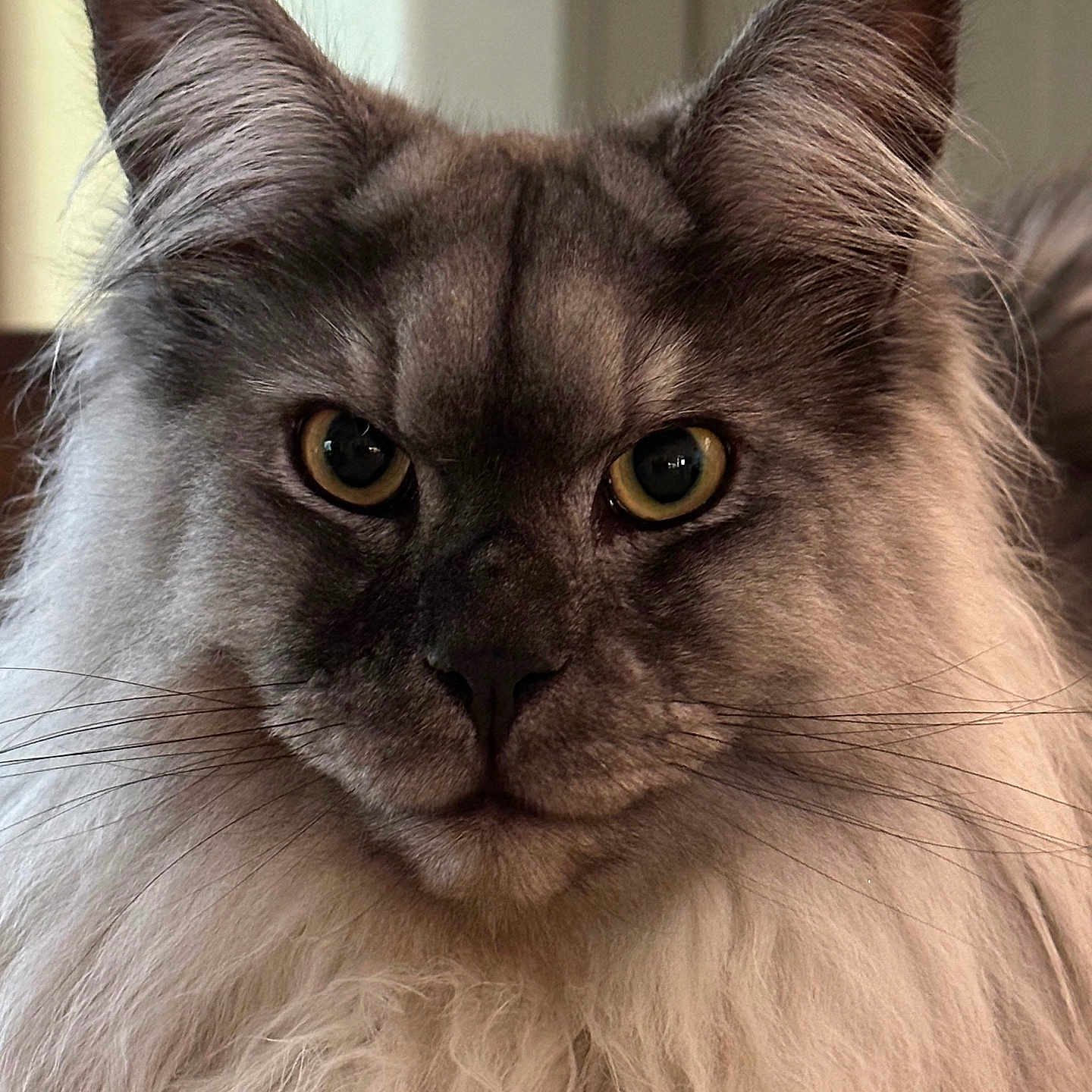 Apollo joined the competition — help win amazing prizes! cat, fluffy, close_up, yellow_eyes, portrait, indoor, feline, long_fur, whiskers, ears, face, pet, animal, domestic_animal, mammal, cute, focused, majestic, fur, expression