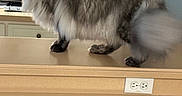 Apollo is registered to the contest to win money with this photo: cat, fluffy, tabby, kitchen, countertop, indoor, feline, fur, domestic_animal, walking, side_view, cabinet, glassware, reflection, appliance, household, pet, animal, tail, whiskers