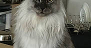 Apollo is registered to the contest to win money with this photo: animal, cat, counter, domestic, ears, face, feline, fluffy, fur, household, indoor, kitchen, long_hair, looking, mammal, pet, portrait, sitting, whiskers, yellow_eyes