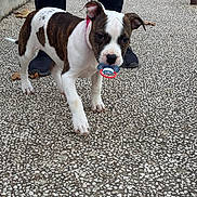 Aïka a rejoint le concours — aidez-le/la à gagner de superbes lots ! animal, black_shoes, canine, collar, cute, dog, leash, outdoor, pacifier, pavement, person, pet, playful, puppy, sidewalk, street, walking, walking_dog, white_and_brown_fur, young_dog