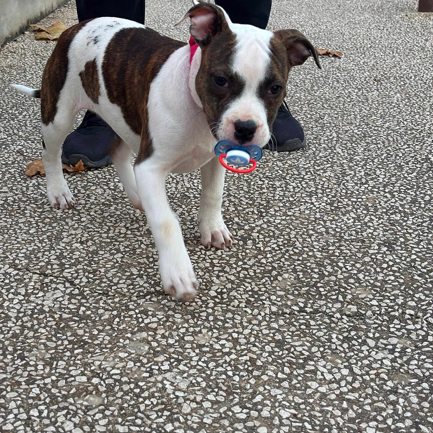 Aïka a rejoint le concours — aidez-le/la à gagner de superbes lots ! animal, black_shoes, canine, collar, cute, dog, leash, outdoor, pacifier, pavement, person, pet, playful, puppy, sidewalk, street, walking, walking_dog, white_and_brown_fur, young_dog
