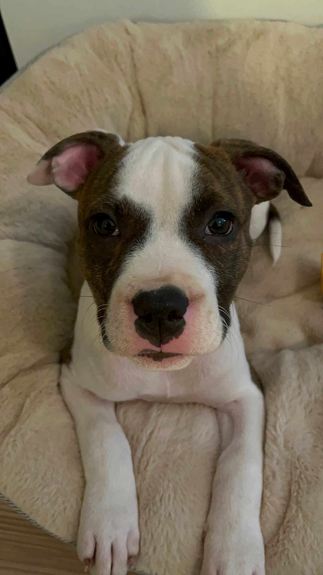 Aïka a rejoint le concours — aidez-le/la à gagner de superbes lots ! puppy, dog, pet_bed, white, brown, close_up, cute, animal, resting, indoor, fur, ears, paws, young_dog, canine, domestic_animal, portrait, looking_at_camera, soft_texture, relaxed