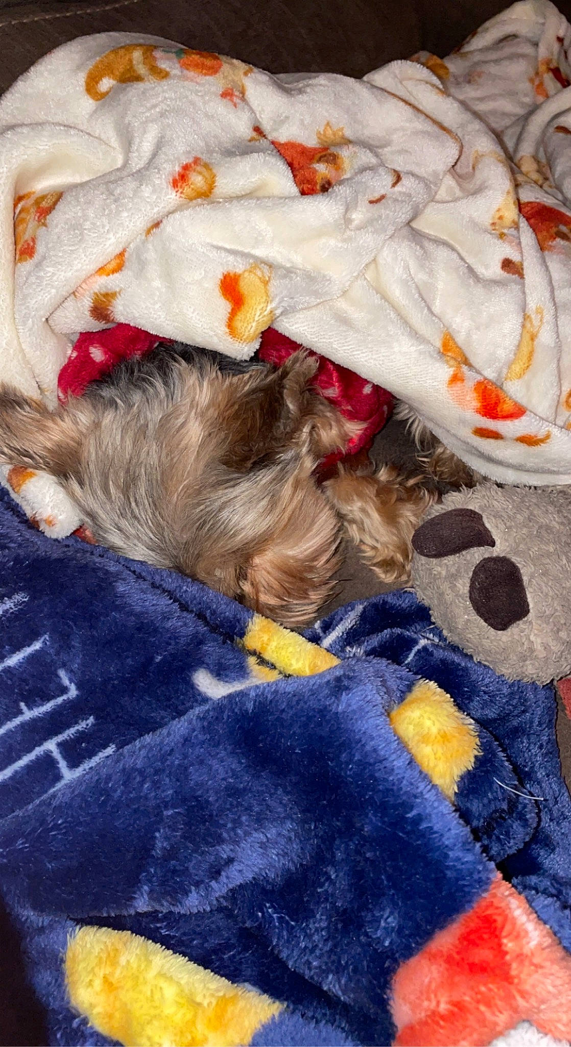 Giovanni is registered to the contest to win money with this photo: canidae, carnivore, comfort, companion_dog, dog, dog_breed, dog_clothes, dog_supply, electric_blue, fawn, felidae, fur, hat, linens, nap, pet_supply, sporting_group, tail, textile, toy_dog