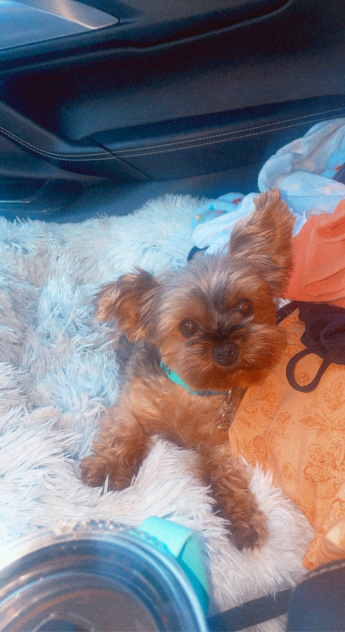 Giovanni joined the competition — help win amazing prizes! canidae, carnivore, companion_dog, dog, dog_breed, dog_supply, fawn, fur, liver, maltepoo, non_sporting_group, pet_supply, small_terrier, snout, sporting_group, terrier, toy_dog, working_animal, yorkipoo