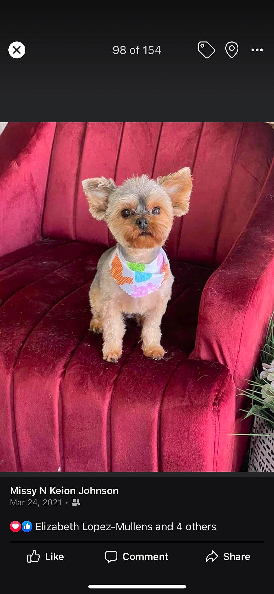 Giovanni joined the competition — help win amazing prizes! carnivore, chair, companion_dog, couch, dog, dog_breed, dog_clothes, dog_supply, fawn, furniture, glasses, magenta, pink, purple, rectangle, stuffed_toy, textile, toy_dog, violet, working_animal