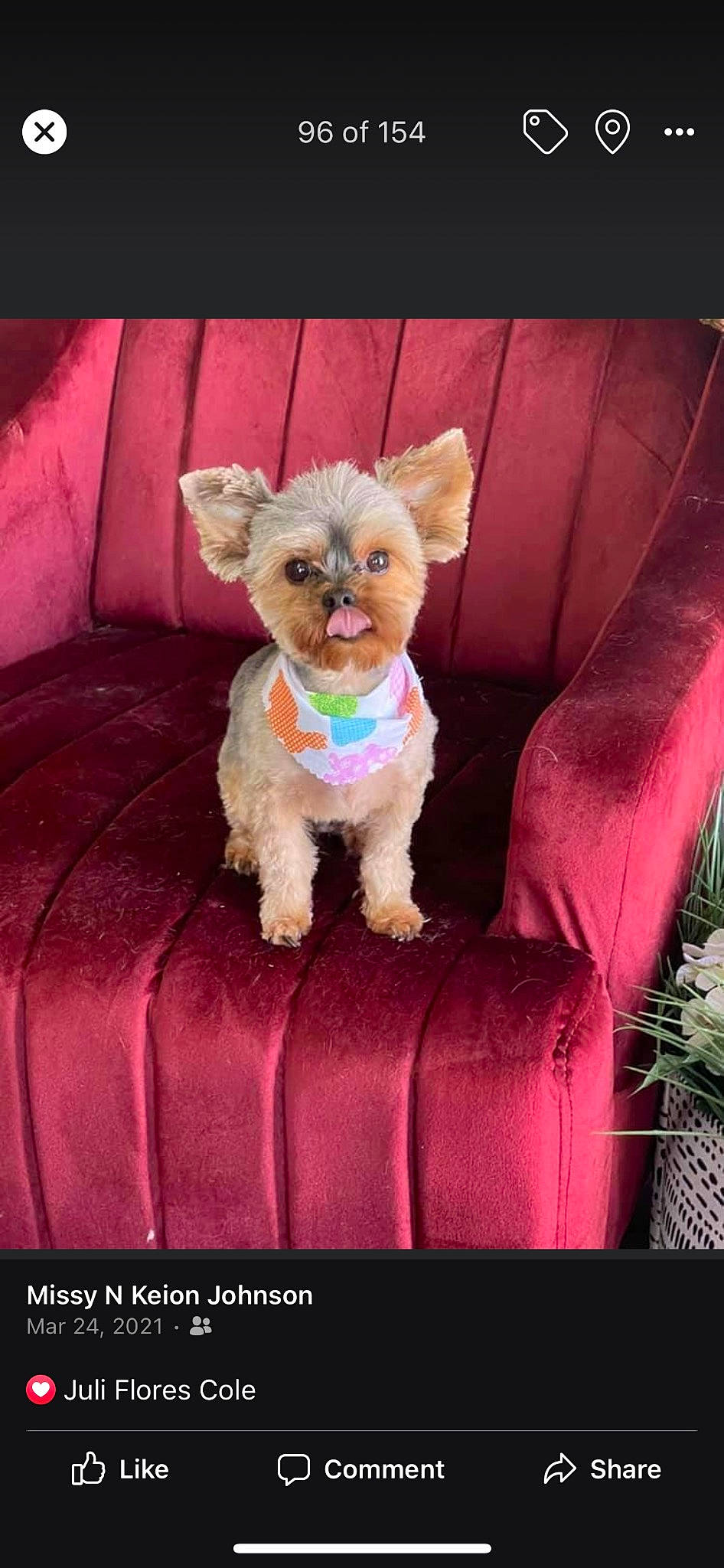 Giovanni joined the competition — help win amazing prizes! carnivore, comfort, companion_dog, couch, dog_breed, dog_clothes, dog_supply, fawn, linens, magenta, pillow, pink, purple, rectangle, tail, textile, toy, toy_dog, violet, working_animal