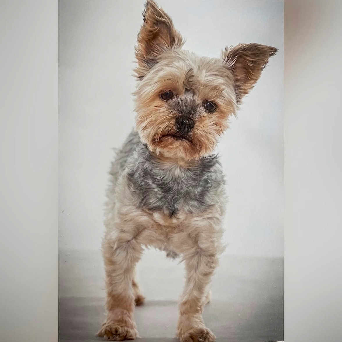 Milo