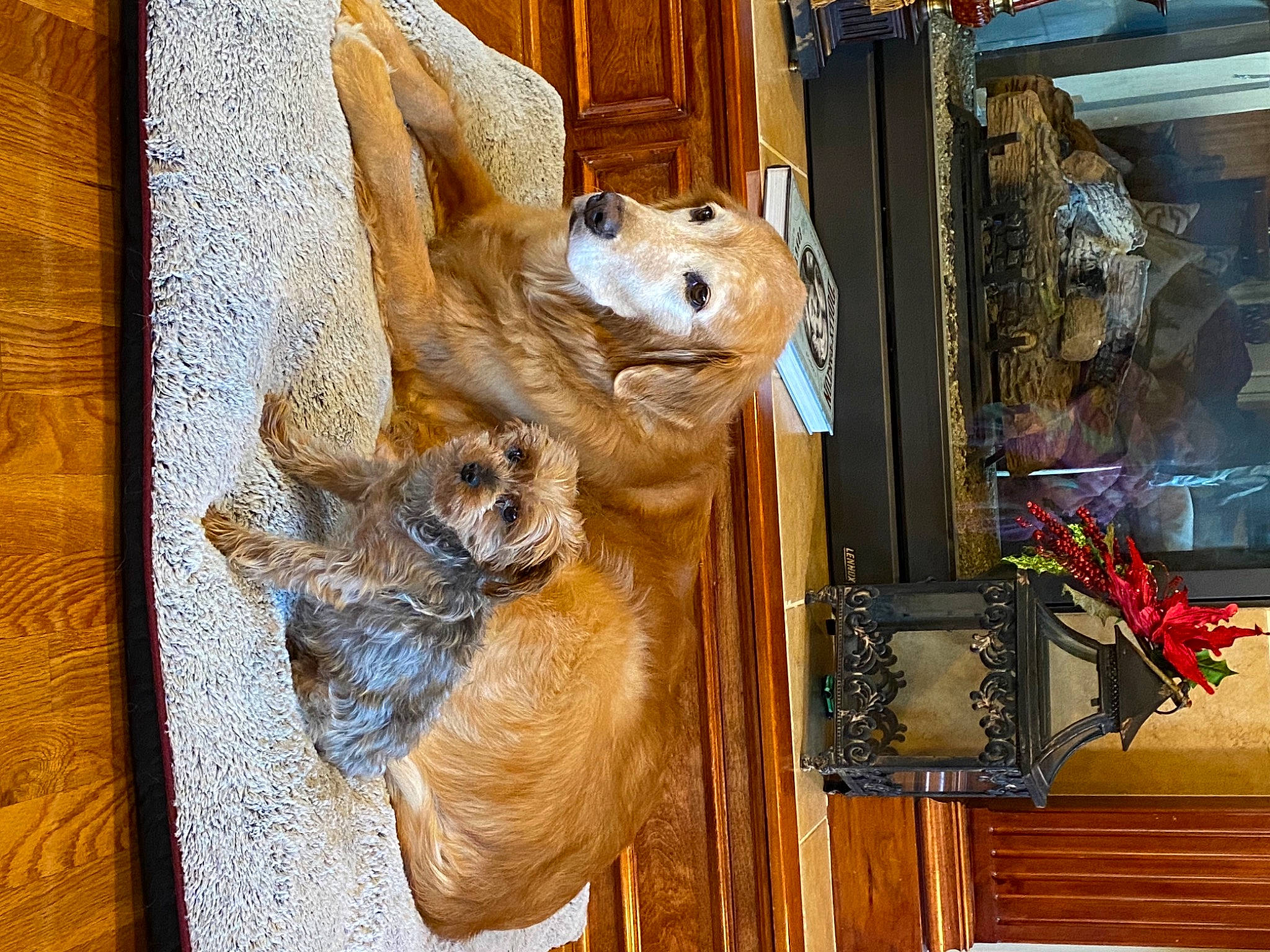 Kipper is registered to the contest to win money with this photo: art, artifact, bear, carnivore, chainsaw_carving, creative_arts, door, fawn, felidae, fur, hardwood, hide, house, natural_material, small_to_medium_sized_cats, snout, terrestrial_animal, visual_arts, window, wood