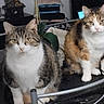 cat, feline, pet, indoor, two_animals, tabby, white_fur, brown_fur, orange_fur, animal_face, curious, sitting, looking_at_camera, household, cozy, domestic, furry, companion, mammal, cute