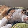 cat, calico, feline, pet, animal, resting, sleepy, indoor, cushion, green, fur, whiskers, ears, closeup, laying, relaxed, soft_light, home, comfort, portrait