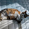 cat, calico, mammal, pet, feline, fur, whiskers, relaxing, sunlight, shadow, indoor, bed, mattress, quilted, sleepy, cute, animal, domestic, resting, cozy