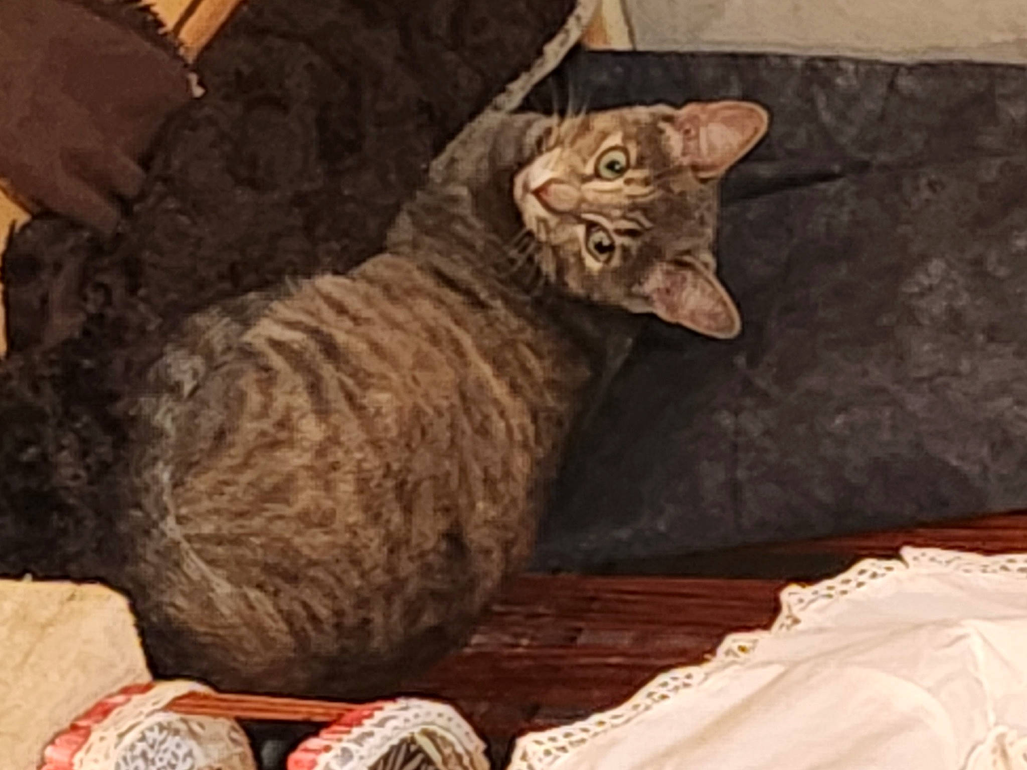 Cacahuète participe au concours pour gagner de l'argent avec cette photo : art, basket, carnivore, cat, cat_supply, domestic_short_haired_cat, fawn, felidae, fur, linens, pattern, small_to_medium_sized_cats, snout, tail, terrestrial_animal, thread, tree, whiskers, wicker, wood