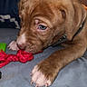 puppy, dog, close_up, toy, rope_toy, brown_fur, white_paw, indoor, cushion, playing, cute, young_dog, pet, animal, snout, claws, collar, bed, resting, curious