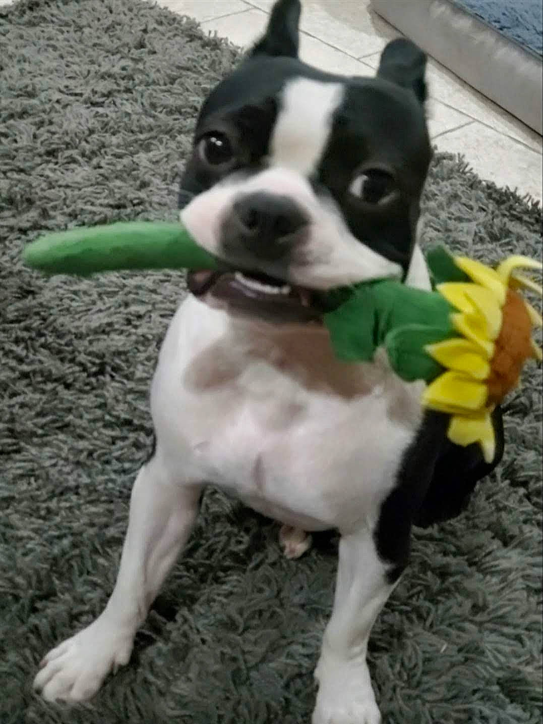 Chloe is registered to the contest to win money with this photo: boston_terrier, carnivore, collar, companion_dog, dog, dog_breed, dog_collar, fawn, flooring, flower, fur, grass, head, plant, snout, sporting_group, tail, whiskers, working_animal, working_dog