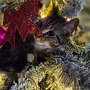 Bingo is registered to the contest to win money with this photo: cat, tabby_cat, christmas_tree, ornament, red_bow, frosted_branches, holiday_lights, festive, curious, close_up, indoor, decorations, whiskers, pet, feline, greenery, winter, soft_lighting, cozy, celebration