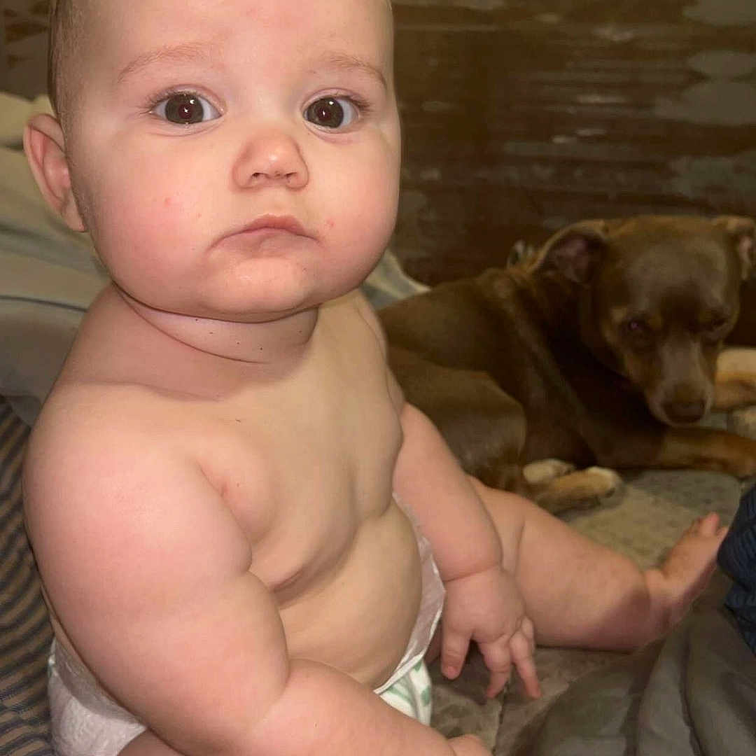 Bryson joined the competition — help win amazing prizes! baby, child, infant, sitting, portrait, serious_expression, face, dog, pet, indoors, blanket, couch, diaper, bare_skin, warm_lighting, home, photography, brown_dog, looking_at_camera, cozy