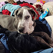 Amora joined the competition — help win amazing prizes! dog, bed, blanket, plush_toy, indoor, resting, curious, grey, white, fur, ears, nose, pillow, fabric, casual, messy, comfort, relaxed, looking, pet