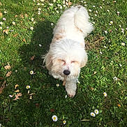 Shana participe au concours pour gagner de l'argent avec cette photo : dog, white_dog, grass, daisies, flower, outdoor, pet, animal, nature, sunlight, stick, happy, walking, fluffy, small_dog, greenery, summer, daylight, canine, cute