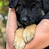 Binouze a rejoint le concours — aidez-le/la à gagner de superbes lots ! puppy, dog, black_fur, tan_fur, cute, pet, animal, person, arms, holding, smile, affection, cuddle, close_up, portrait, outdoor, nature, love, warmth, fur