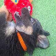Binouze a rejoint le concours — aidez-le/la à gagner de superbes lots ! puppy, dog, toy, plush_toy, grass, green, playful, pet, collar, orange_collar, mouth, fur, ears, cute, animal, young_dog, outdoor, laying_down, teeth, chewing
