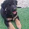 Binouze participe au concours pour gagner de l'argent avec cette photo : puppy, dog, black_and_tan, fur, tongue_out, grass, artificial_grass, outdoor, pet, young_dog, lying_down, cute, animal, playful, close_up, nature, paw, fur_texture, happy, portrait
