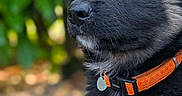 Binouze participe au concours pour gagner de l'argent avec cette photo : puppy, dog, black_fur, orange_collar, outdoor, nature, greenery, portrait, close_up, animal, young_dog, cute, fluffy, fur, pet, domestic_animal, watchful, side_view, soft_light, background_blur