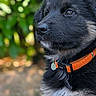 puppy, dog, black_fur, orange_collar, outdoor, nature, greenery, portrait, close_up, animal, young_dog, cute, fluffy, fur, pet, domestic_animal, watchful, side_view, soft_light, background_blur