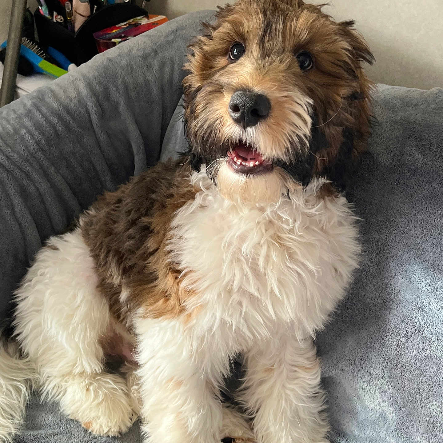 Ozzy Cooper is registered to the contest to win money with this photo: blanket, brown_and_white, canine, companion, cozy, curious, cute, dog, fluffy, furry, happy, home, indoor, looking_up, pet, puppy, sitting, smiling, soft_texture, young_dog