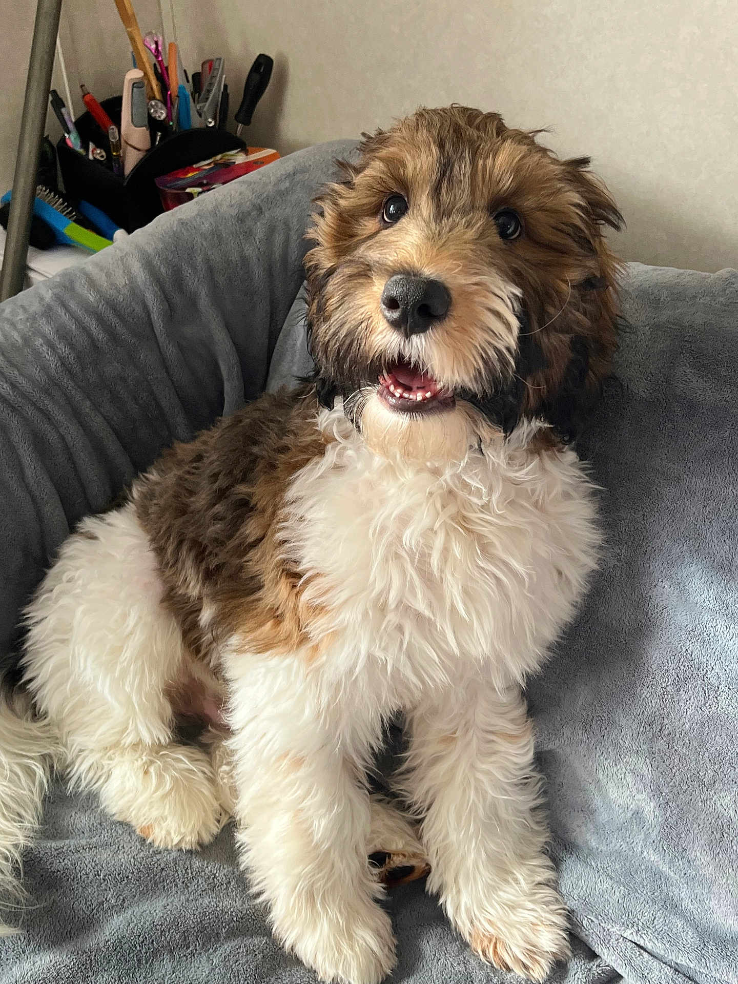 Ozzy Cooper is registered to the contest to win money with this photo: blanket, brown_and_white, canine, companion, cozy, curious, cute, dog, fluffy, furry, happy, home, indoor, looking_up, pet, puppy, sitting, smiling, soft_texture, young_dog
