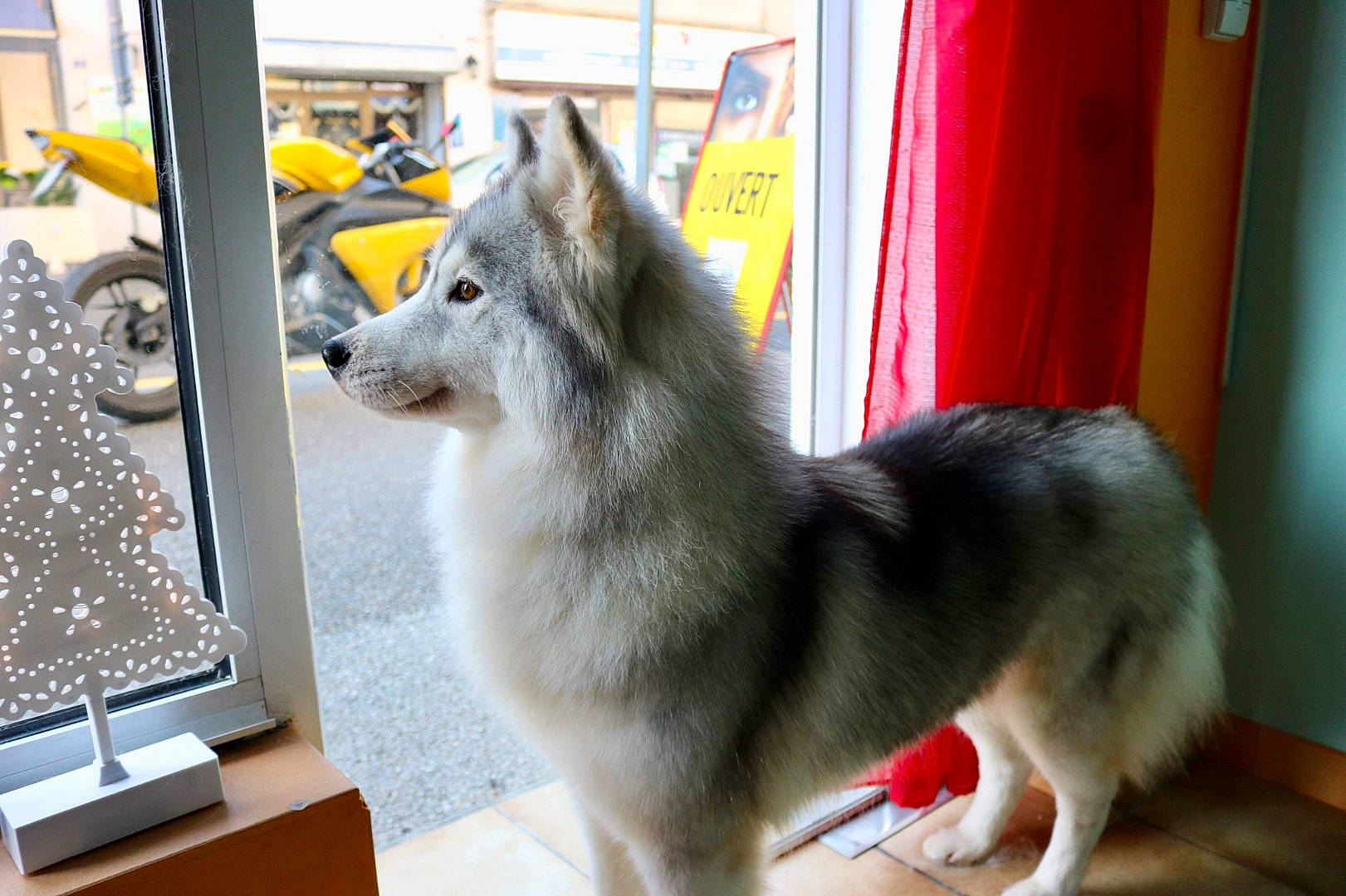 Lyska a rejoint le concours — aidez-le/la à gagner de superbes lots ! alaskan_klee_kai, alaskan_malamute, ancient_dog_breeds, canadian_eskimo_dog, canidae, canis, carnivore, dog, dog_breed, mammal, native_american_indian_dog, rare_breed_dog, sakhalin_husky, siberian_husky, sled_dog, swedish_vallhund, tamaskan_dog, utonagan, vertebrate, wolfdog