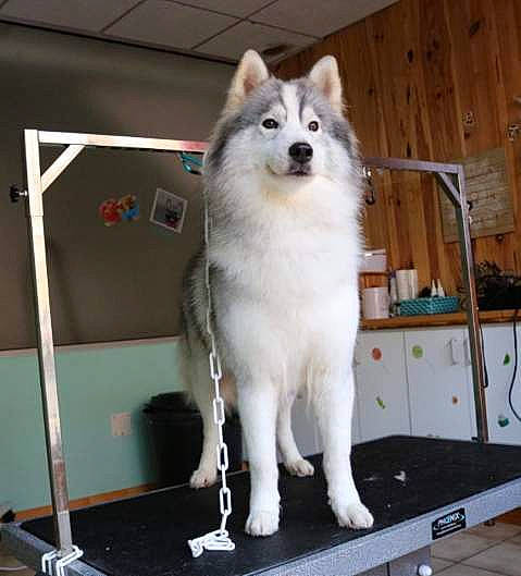 Lyska a rejoint le concours — aidez-le/la à gagner de superbes lots ! alaskan_klee_kai, alaskan_malamute, ancient_dog_breeds, canadian_eskimo_dog, canidae, carnivore, dog, dog_breed, greenland_dog, mammal, native_american_indian_dog, rare_breed_dog, sakhalin_husky, samoyed, seppala_siberian_sleddog, siberian_husky, sled_dog, tamaskan_dog, vertebrate, west_siberian_laika