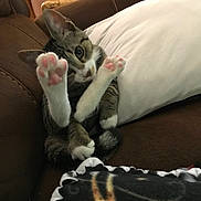 Whiskey River joined the competition — help win amazing prizes! abyssinian, animal, architecture, blanket, building, cat, chair, couch, cushion, furniture, homedecor, indoors, interiordesign, kitten, livingroom, manx, person, pet, room, sleeping