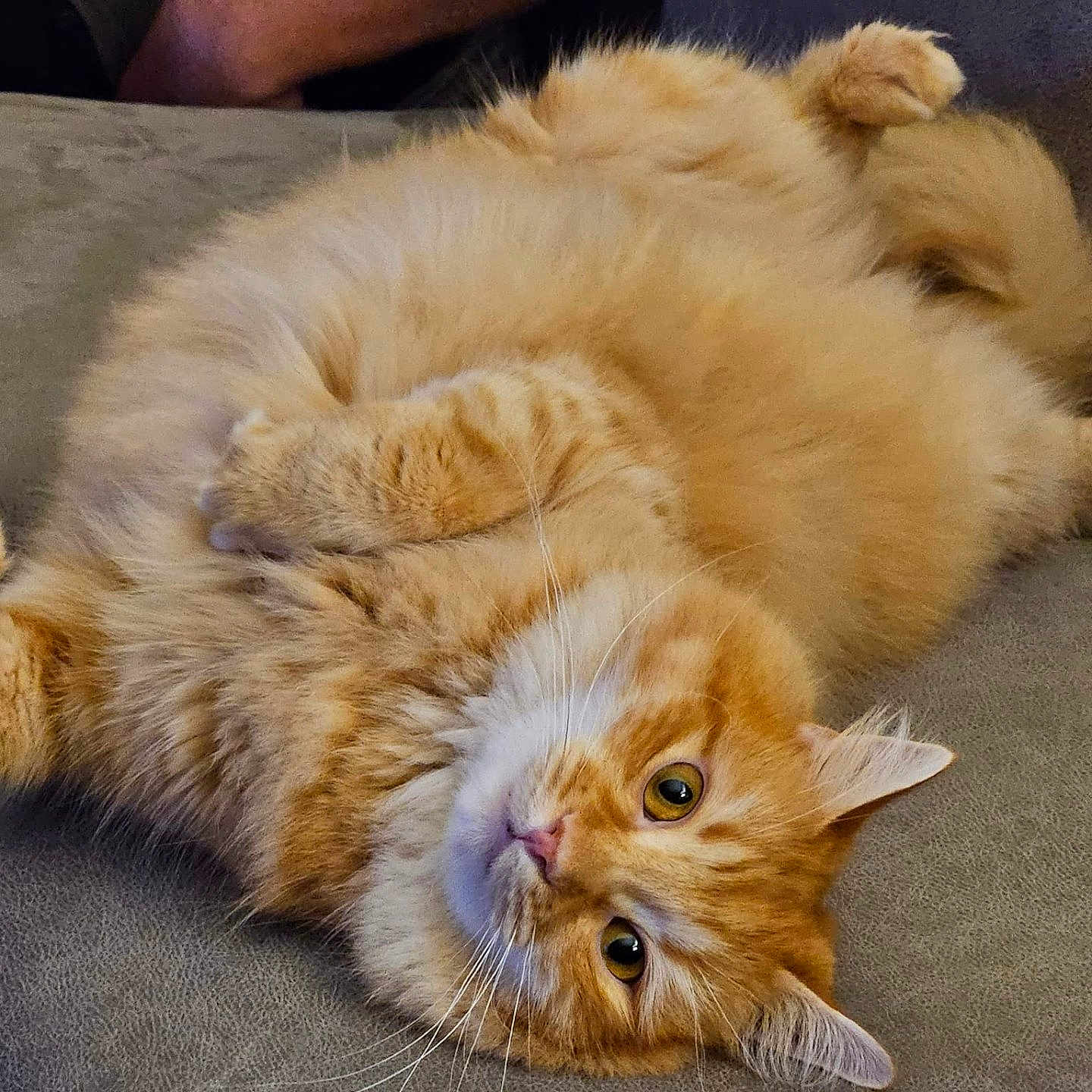Colby Jack joined the competition — help win amazing prizes! cat, orange_cat, fluffy, tabby, pet, animal, feline, cute, relaxed, couch, indoor, fur, whiskers, paw, lying_down, domestic_animal, looking_at_camera, cozy, resting, home