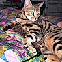 animal, bed, blanket, cat, cute, domestic, ears, eyes, feather, floral, fur, indoor, paw, pet, relaxed, resting, striped, tabby, toy, whiskers
