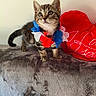 kitten, cat, tabby, pet, animal, cute, flower_necklace, red_pillow, heart_shaped, decor, indoor, feline, fur, whiskers, small, standing, curious, soft_blanket, colorful, adorable