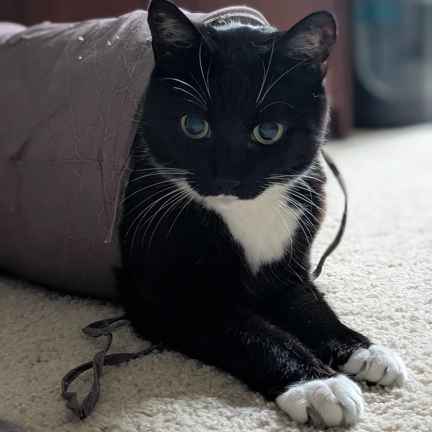 Pumbaa is registered to the contest to win money with this photo: abyssinian, animal, architecture, blackcat, building, canine, cat, couch, cushion, electronics, furniture, hardwood, homedecor, indoors, kitten, livingroom, manx, pet, room, wood