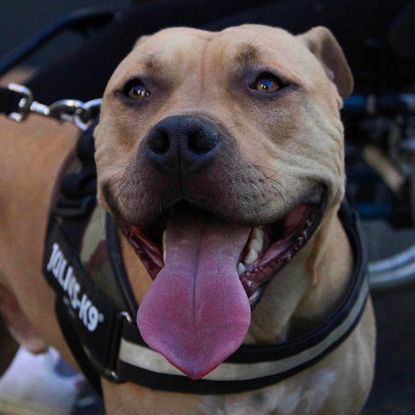 Simba a rejoint le concours — aidez-le/la à gagner de superbes lots ! animal, brown_dog, canine, close_up, companion, cute, dog, domestic_animal, friendly, happy, harness, julius_k9, leash, muzzle, outdoor, panting, pet, portrait, smiling, tongue