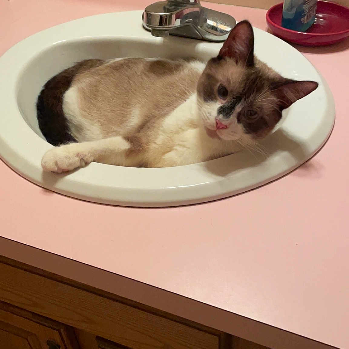 Hermes joined the competition — help win amazing prizes! bathroom, bathroom_sink, blue, carnivore, cat, ceramic, comfort, domestic_short_haired_cat, felidae, hardwood, plumbing, plumbing_fixture, rectangle, room, serveware, sink, small_to_medium_sized_cats, tail, tap, whiskers