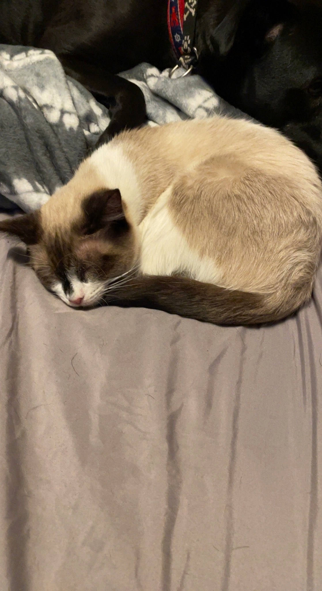 Hermes is registered to the contest to win money with this photo: balinese, carnivore, cat, cat_supply, comfort, domestic_short_haired_cat, fawn, felidae, fur, linens, siamese, small_to_medium_sized_cats, snout, tail, terrestrial_animal, whiskers, window