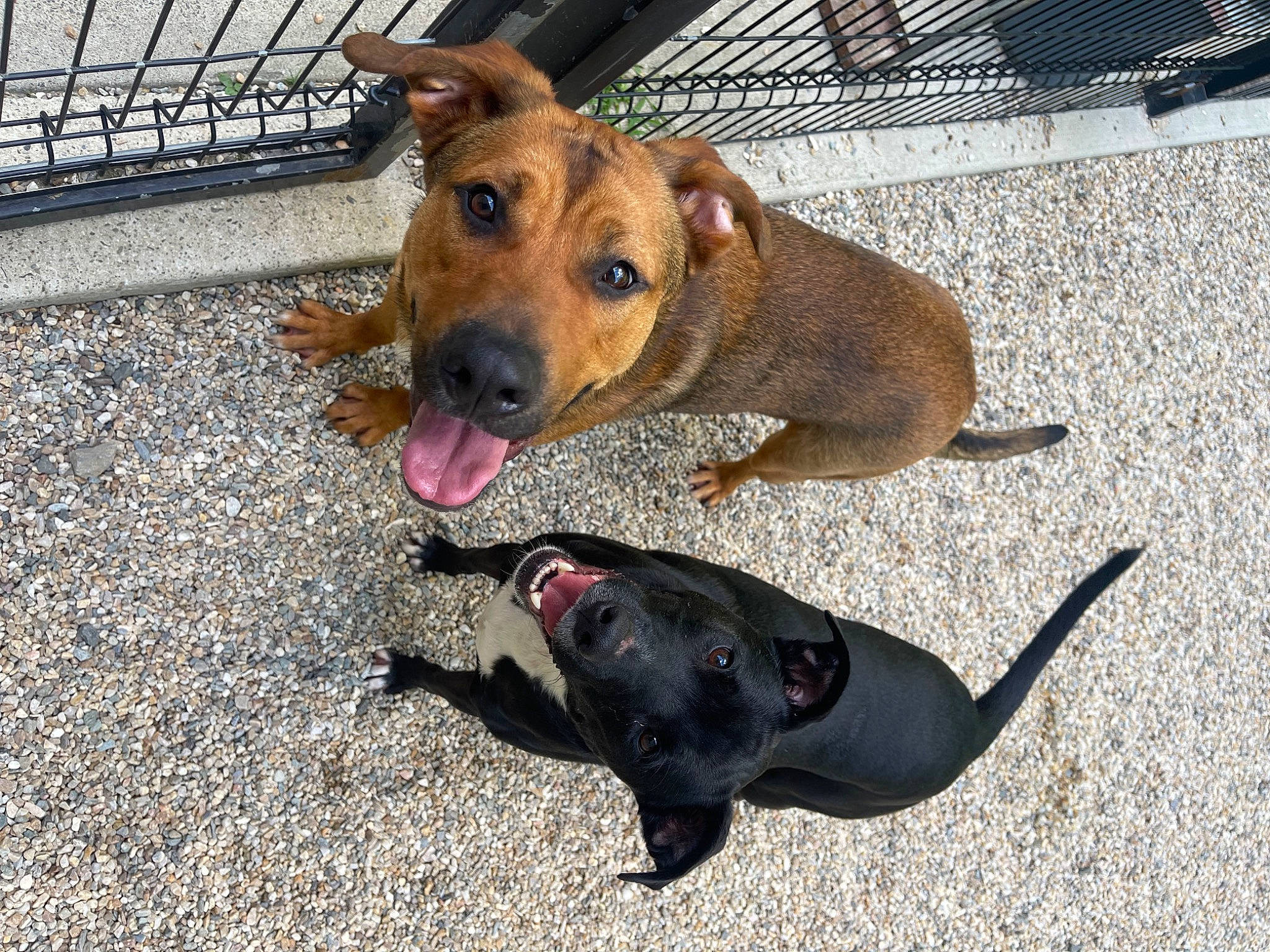 Eros joined the competition — help win amazing prizes! canidae, carnivore, collar, companion_dog, dog, dog_breed, dog_collar, dog_supply, fawn, fence, fur, guard_dog, leash, mesh, paw, pet_supply, snout, sporting_group, working_animal, working_dog