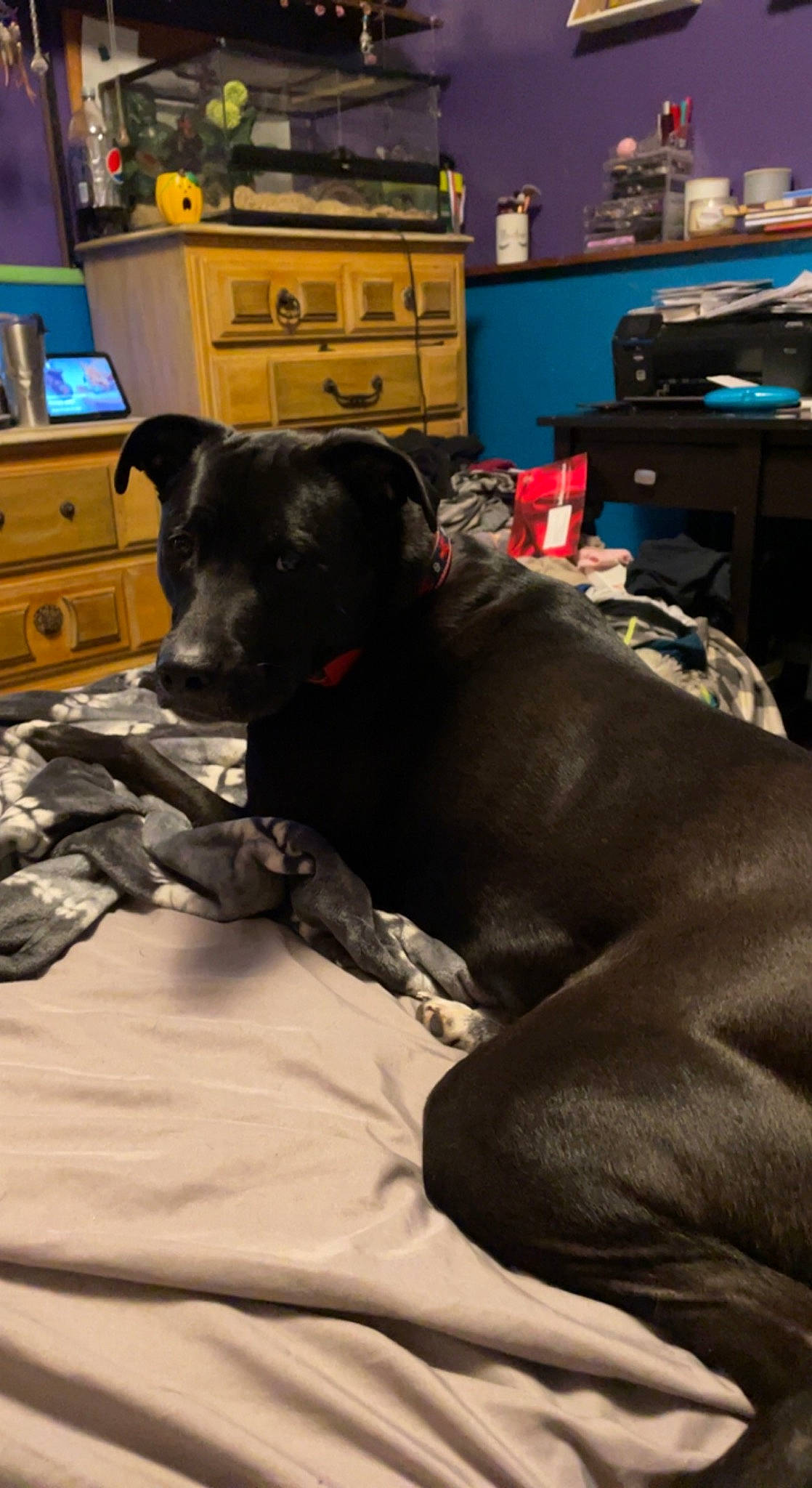 Fenrir is registered to the contest to win money with this photo: cabinetry, carnivore, chest, chest_of_drawers, comfort, companion_dog, dog, dog_breed, drawer, dresser, fawn, flooring, furniture, grey, snout, sporting_group, television, whiskers, wood, working_animal