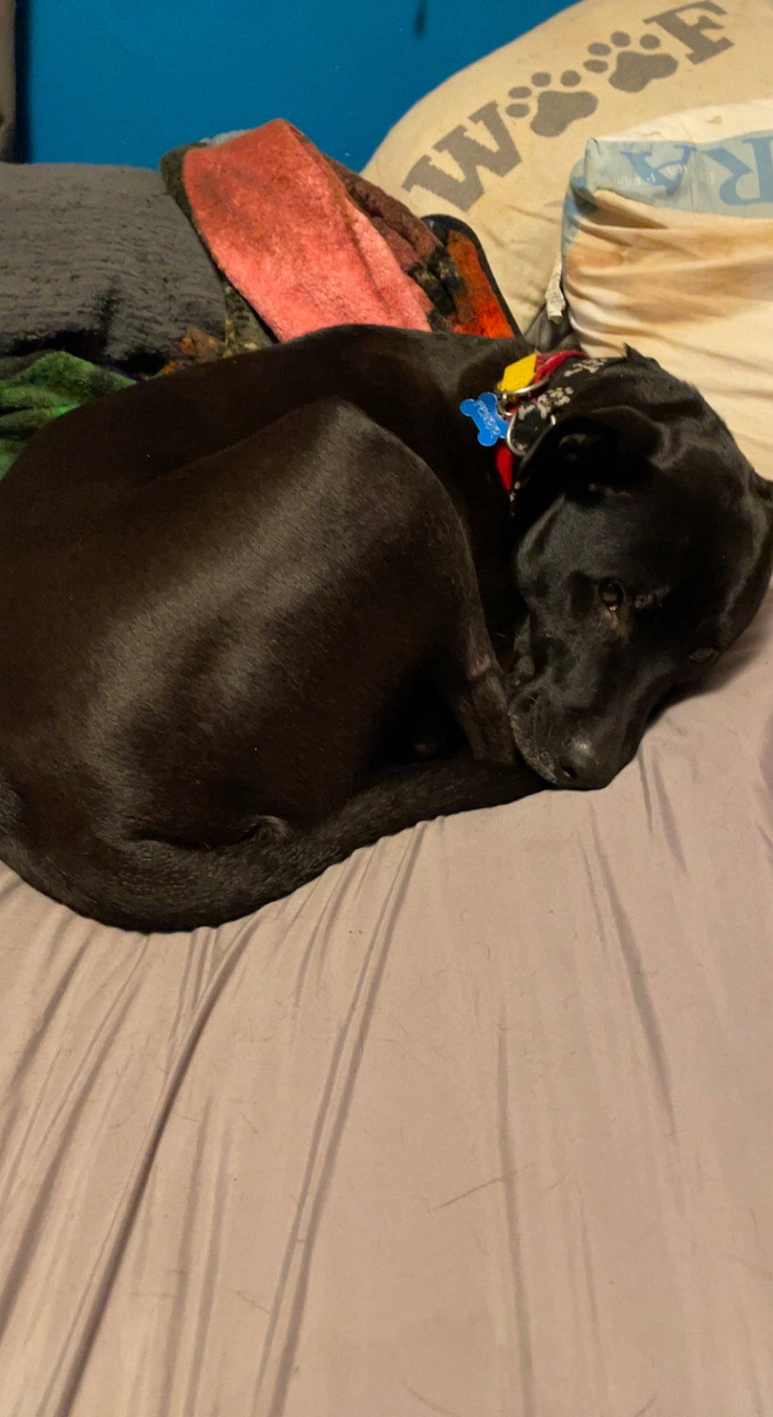 Fenrir is registered to the contest to win money with this photo: carnivore, comfort, companion_dog, dog, dog_breed, dog_collar, dog_supply, fashion_accessory, fawn, fur, grey, hat, human_leg, linens, personal_protective_equipment, sleeve, sporting_group, sportswear, wood, working_animal