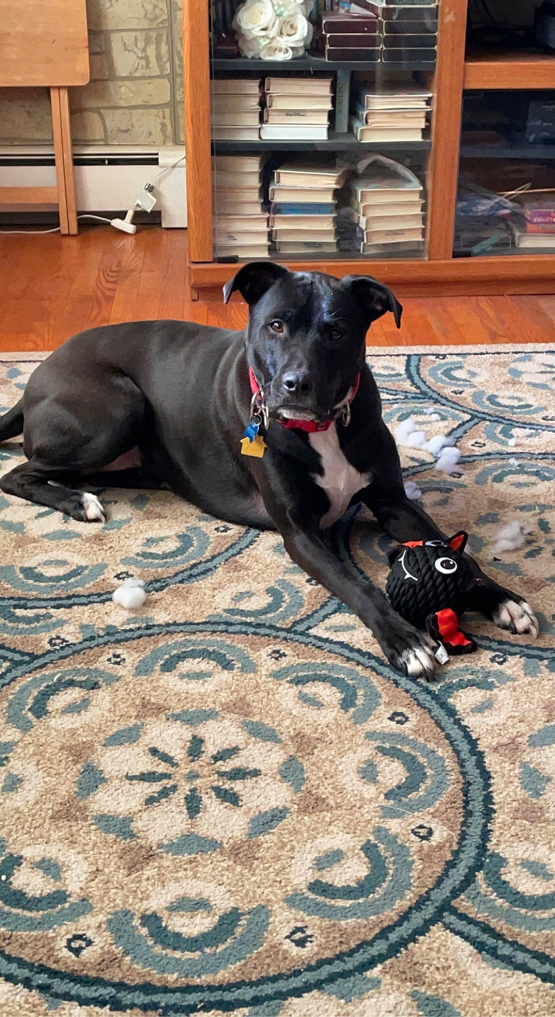 Fenrir joined the competition — help win amazing prizes! borador, canidae, carnivore, collar, companion_dog, dog, dog_breed, dog_collar, dog_supply, fawn, flooring, guard_dog, hardwood, non_sporting_group, pet_supply, snout, sporting_group, tail, wood, working_animal