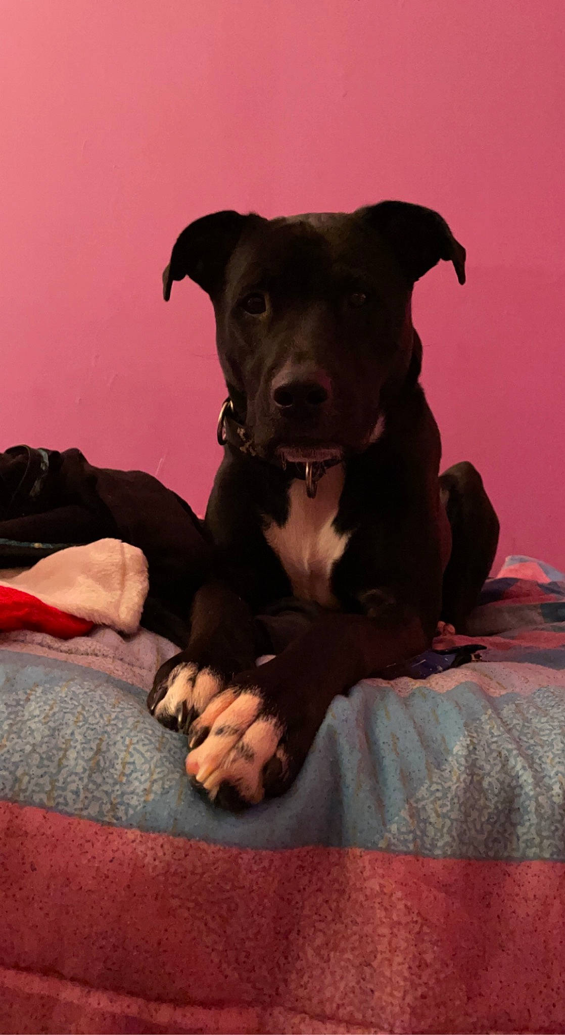 Fenrir is registered to the contest to win money with this photo: borador, canidae, carnivore, comfort, companion_dog, dog, dog_breed, dog_supply, fawn, fur, guard_dog, magenta, non_sporting_group, puppy, sitting, snout, sporting_group, toy_dog, whiskers, working_animal