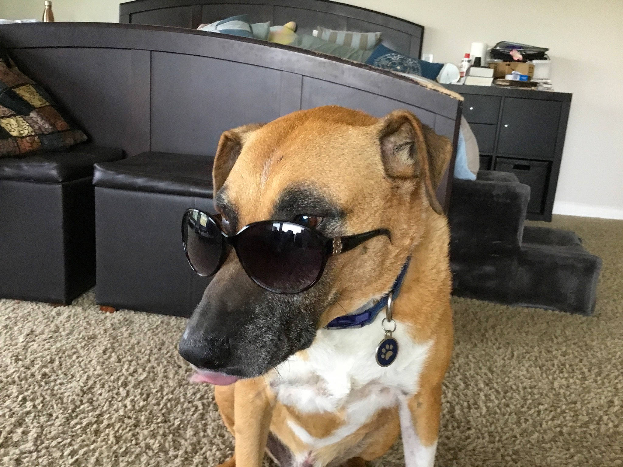 Kirby is registered to the contest to win money with this photo: cabinetry, canidae, carnivore, collar, companion_dog, dog, dog_breed, dog_collar, dog_supply, eyewear, fawn, flooring, pet_supply, snout, sporting_group, sunglasses, television, toy_dog, whiskers, working_animal