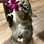 Pepper joined the competition — help win amazing prizes! big_eyes, cat, closeup, curious, flower, fur, human_hand, indoor, long_hair, nail_polish, orchid, paws, pet, playful, portrait, ring, standing, tabby, whiskers, wooden_floor