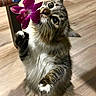 big_eyes, cat, closeup, curious, flower, fur, human_hand, indoor, long_hair, nail_polish, orchid, paws, pet, playful, portrait, ring, standing, tabby, whiskers, wooden_floor