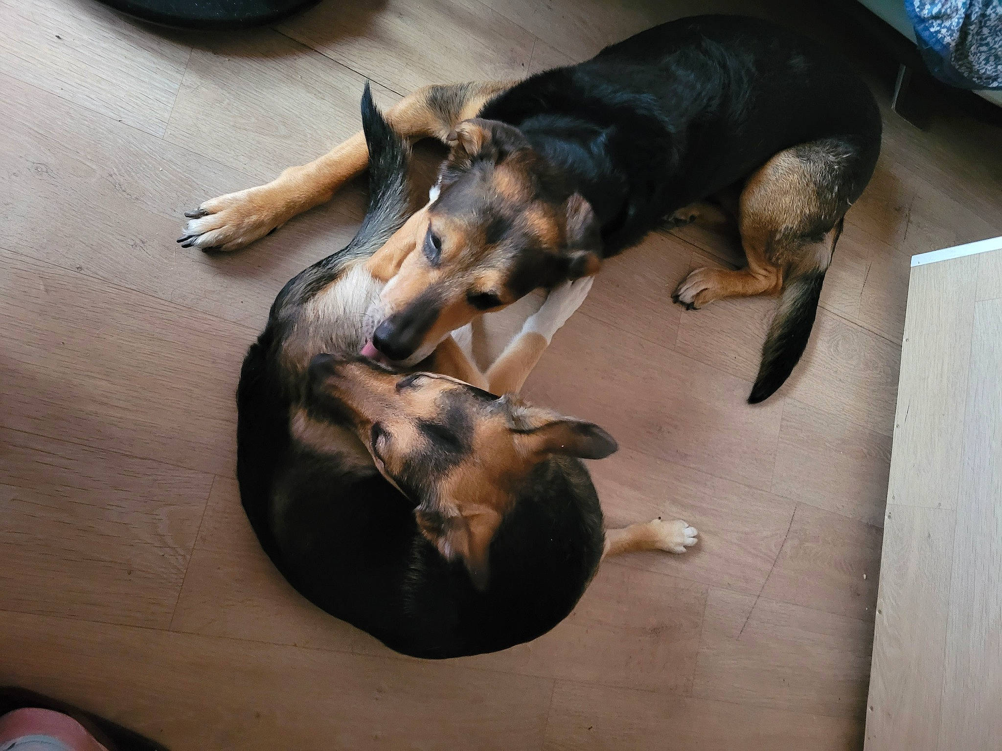 Gardene participe au concours pour gagner de l'argent avec cette photo : canidae, carnivore, comfort, companion_dog, dobermann, dog, dog_breed, fawn, flooring, fur, german_shepherd_dog, guard_dog, hardwood, paw, sporting_group, tail, wood, working_animal, working_dog