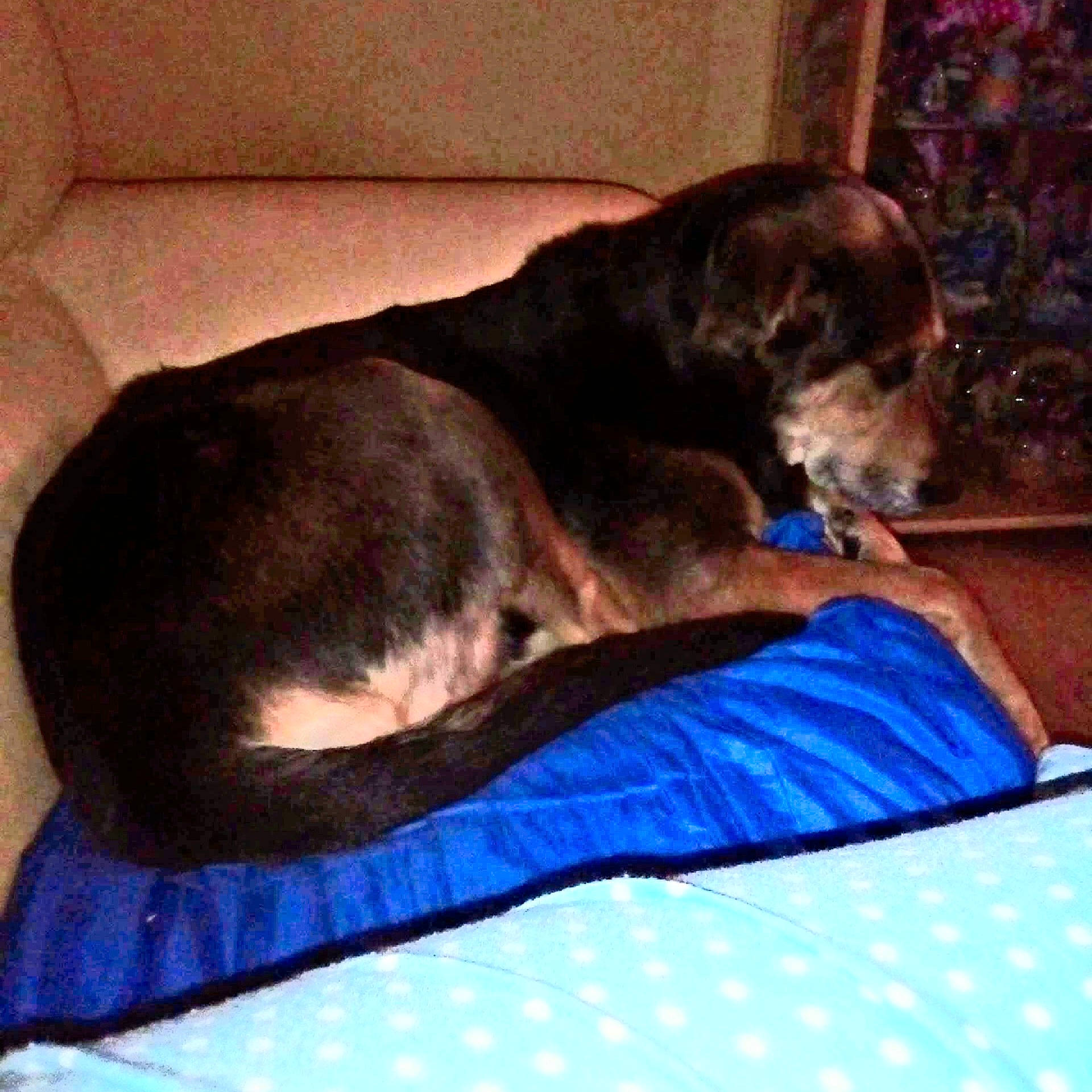 Gardene participe au concours pour gagner de l'argent avec cette photo : borador, canidae, carnivore, comfort, companion_dog, couch, dog, dog_breed, electric_blue, fawn, fur, guard_dog, gun_dog, liver, pet_supply, snout, sporting_group, tail, whiskers, working_animal