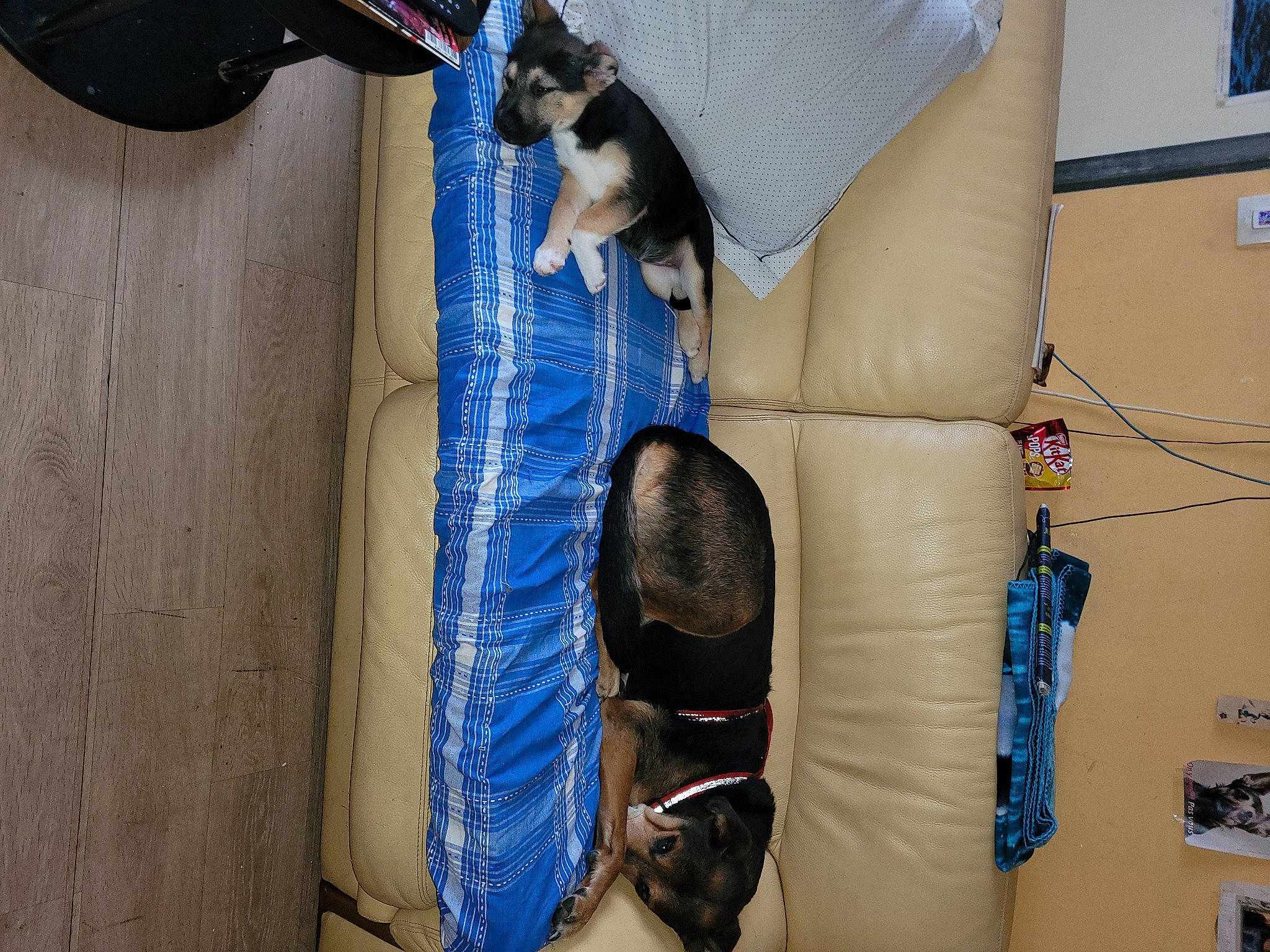 Garden a rejoint le concours — aidez-le/la à gagner de superbes lots ! bag, blue, carnivore, cat, comfort, electric_blue, fashion_accessory, felidae, flooring, gas, hardwood, human_leg, leg, personal_protective_equipment, room, small_to_medium_sized_cats, tail, thigh, whiskers, wood